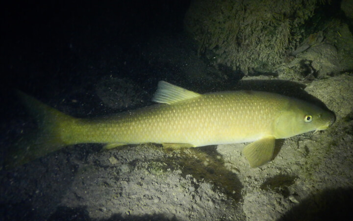 BARBO COMÚN IBÉRICO (Luciobarbus bocagei)