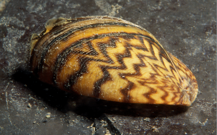 MEJILLÓN CEBRA  (Dreissena polymorpha)