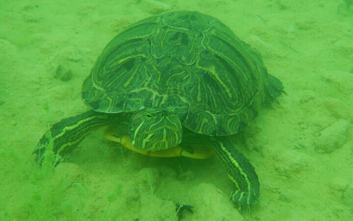 TORTUGA GALÁPAGO DE FLORIDA (Trachemys scripta elegans)