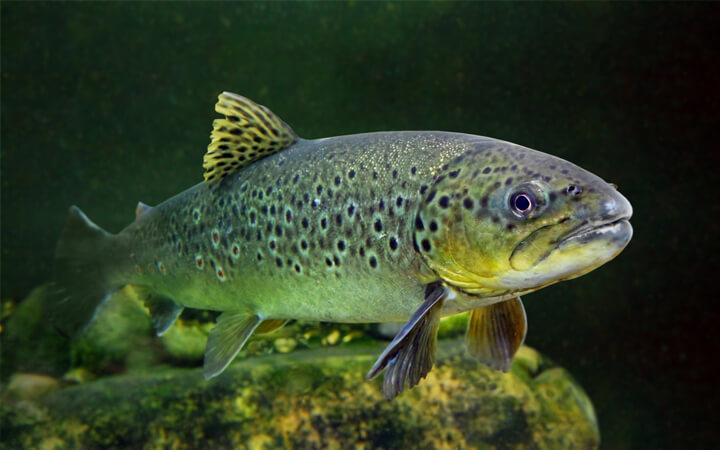 TRUCHA COMÚN (Salmo trutta)