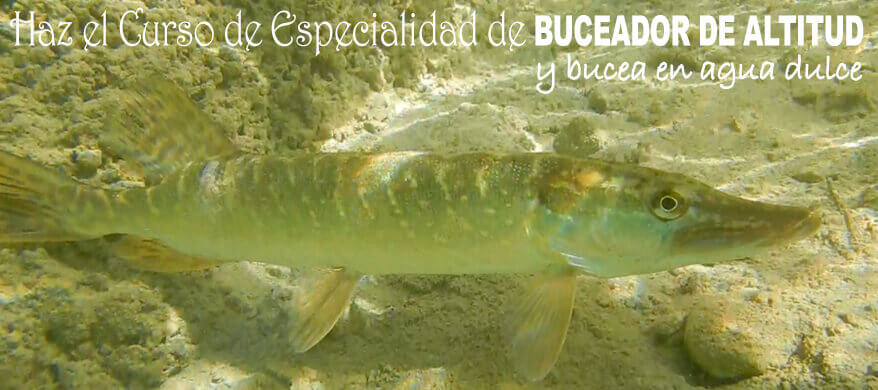 Bucea en Altitud